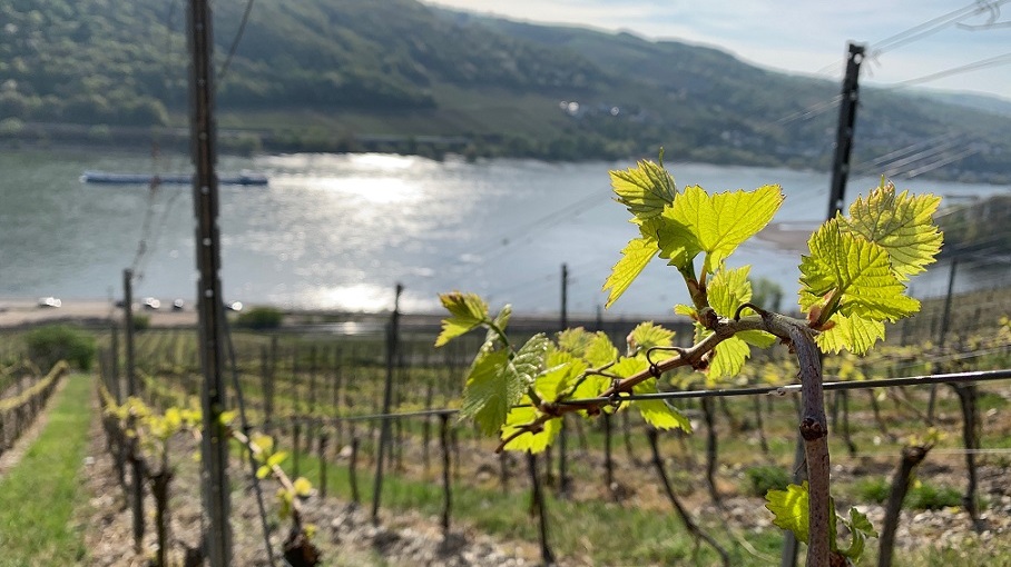 Junge Weinreben im April, Foto: Müsel
